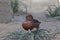 A Relaxed male Ferruginous Pochard, Aythya nyroca