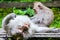 Relaxed monkey is sleeping and get massage by another monkey, Ubud, Bali
