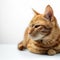 Relaxed orange cat lounging with a contemplative gaze, white background