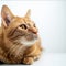 Relaxed orange cat lounging with a contemplative gaze, white background