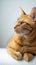 Relaxed orange cat lounging with a contemplative gaze, white background