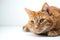 Relaxed orange cat lounging with a contemplative gaze, white background