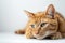 Relaxed orange cat lounging with a contemplative gaze, white background