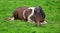 A relaxed piebald horses lying in the grass. Ireland