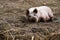 Relaxed pig enjoys the mud outside, free range animal farming, n