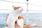 Relaxed red tabby cat scratching sitting on sea pier