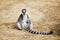 Relaxed ring-tailed lemur