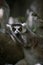 Relaxed ring tailed lemur in the jungle