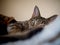 Relaxed Savannah cat on bed