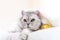 Relaxed Scottish cat wrapped in white blanket muzzle close up. Where: Unspecified location. Comfortable setting
