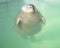 Relaxed Seal in the Swimming Pool