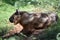 A relaxed Sichuan Takin in the shade