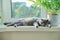 Relaxed sleeping gray cat on a sunny window