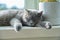 Relaxed sleeping gray cat on a sunny window