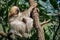 Relaxed sleepy Linnaeus\\\'s two-toed sloth, Choloepus didactylus