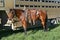 A relaxed standing saddled horse