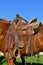 A relaxed standing saddled horse