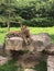 Relaxed tiger resting after the hunt