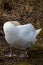 Relaxed white swan sleeping and resting after grooming its white feathers with the orange beak and black hump of the cygnus