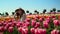 Relaxed woman sitting in beautiful spring garden. View of blooming tulip field.