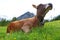 A relaxed young Brown Swiss with cowbell lies on a mountain meadow in Austria