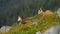 Relaxed young tatra chamois lying down on edge of hillside with mother