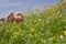 Relaxen in the flower meadow