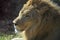 Relaxing African Lion on a Warm Summer Day