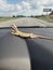 Relaxing baby bearded dragon in the car ride funny