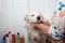 A Relaxing Bath for a Delightful White Canine Friend: Unrecognizable Person and Cute Dog