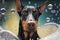 relaxing bath for doberman pinscher, with water and bubbles