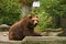 Relaxing bear