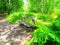 Relaxing bench in a green summer forest