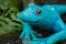 relaxing blue and garden frog figure