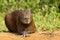 Relaxing Capybara