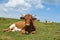 Relaxing Cow in the Pasture
