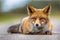 Relaxing European red fox lying on the ground