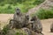 A relaxing family of baboons