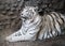 Relaxing female of white tiger