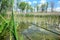 Relaxing and fishing with a fishing rod on a calm pond richly covered with bulrush, reedmace and common reed