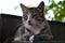 Relaxing fluffy grey tabby mongrel cat lying on postbox