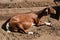 Relaxing goat sunbathing