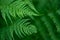 Relaxing green hues of fern. Beautiful natural lush green fern leaves.