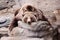 Relaxing Grizzly Bear Teddy Bear Rug