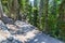 Relaxing hiking trail in Yellowstone National Park, Wyoming