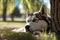 Relaxing Husky enjoying a serene moment of calm and quiet in the park - generative AI