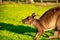 Relaxing Kangaroo on a green meadow at sunset, Australia