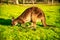 Relaxing Kangaroo on a green meadow at sunset, Australia