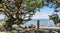 Relaxing lake Nicaragua landscape with tree. Nicaragua, Central America