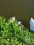 Relaxing lake with swan